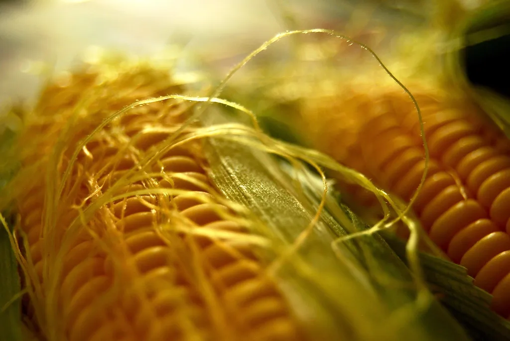 循環經濟發燒 穀類廢棄物變身塑膠減碳關鍵