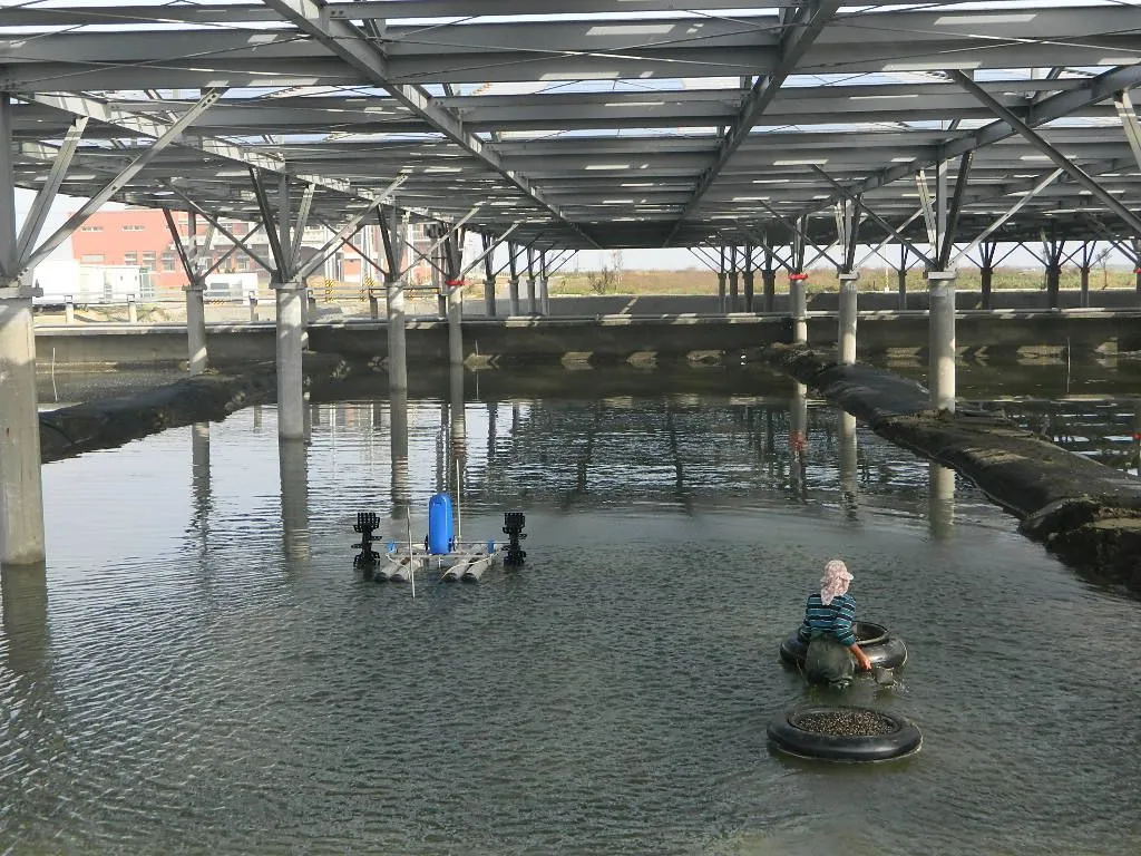 漁電共生 魚塭種電試驗成果豐碩